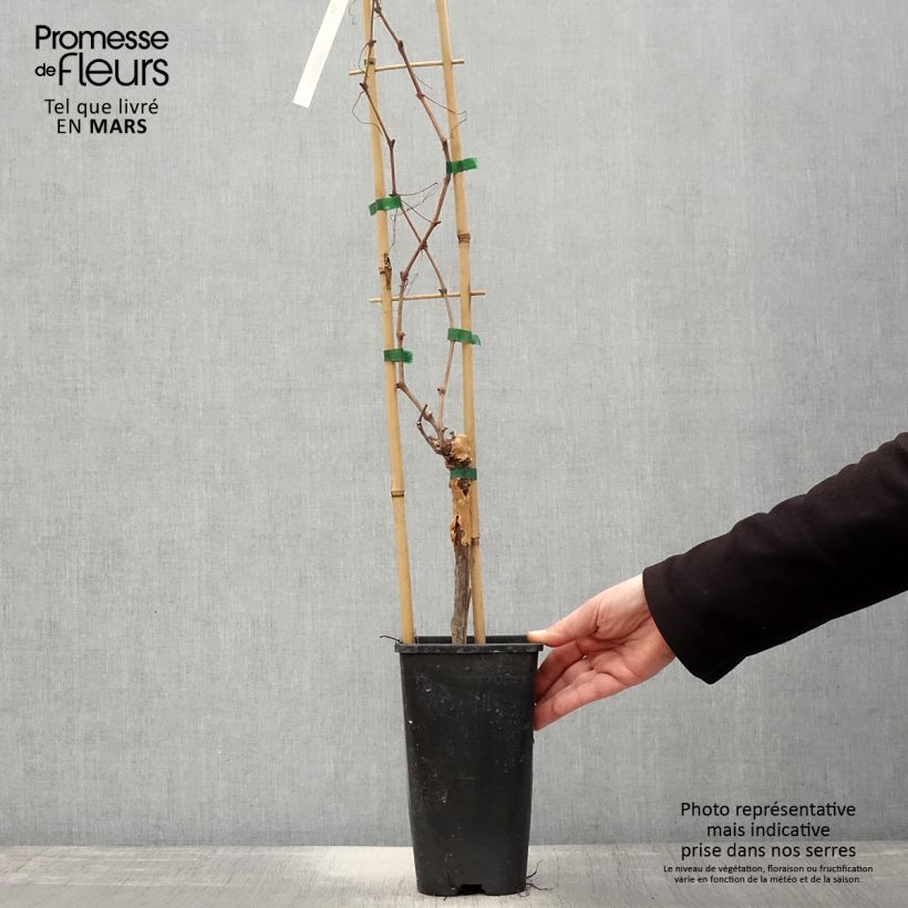 Amostra de Videira Chasselas Dourado - Vitis vinifera Vaso de 2 L/3 L tal como entregue na primavera