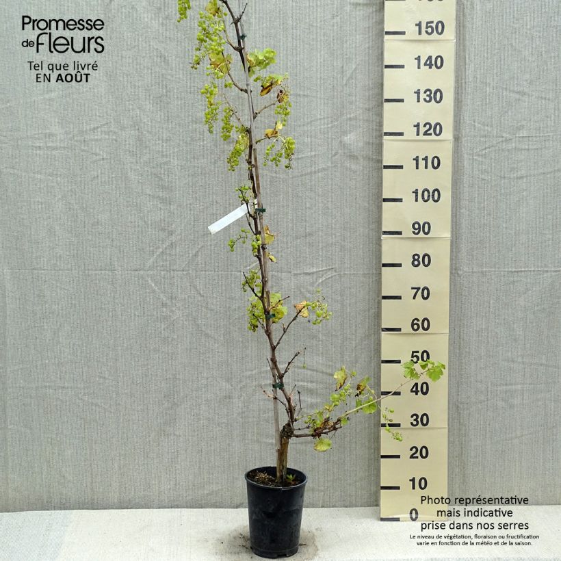Amostra de Videira Chasselas de Fontainebleau - Vitis vinifera Vaso de 2 L/3 L tal como entregue no verão