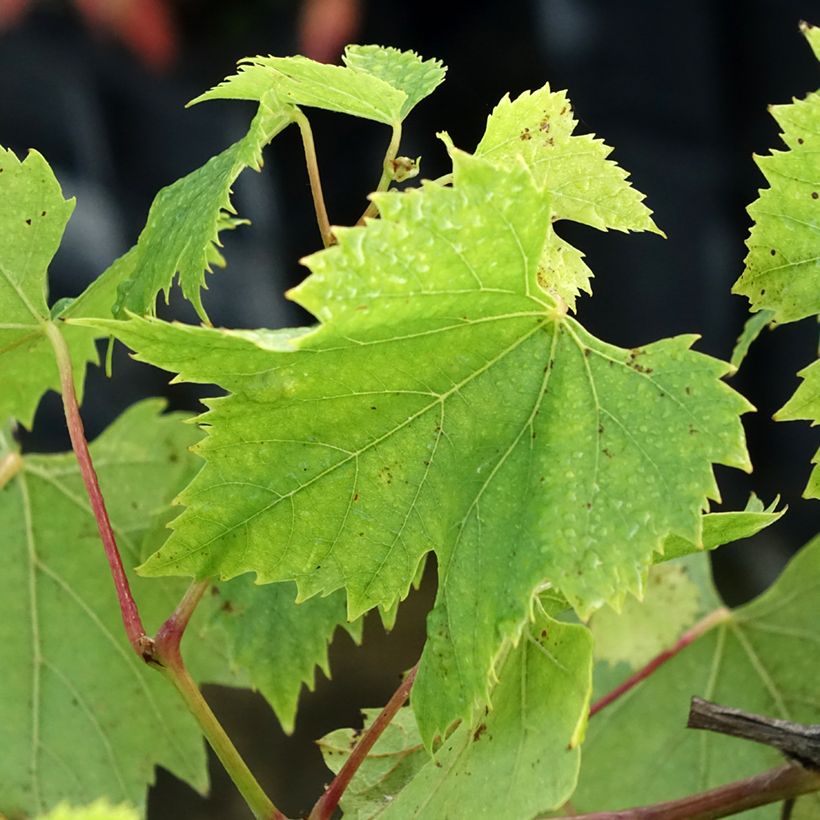 Videira Chasselas de Fontainebleau - Vitis vinifera (Folhagem)