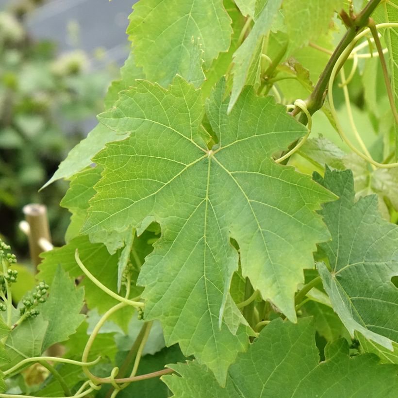 Videira Chasselas Rose - Vitis vinifera (Folhagem)