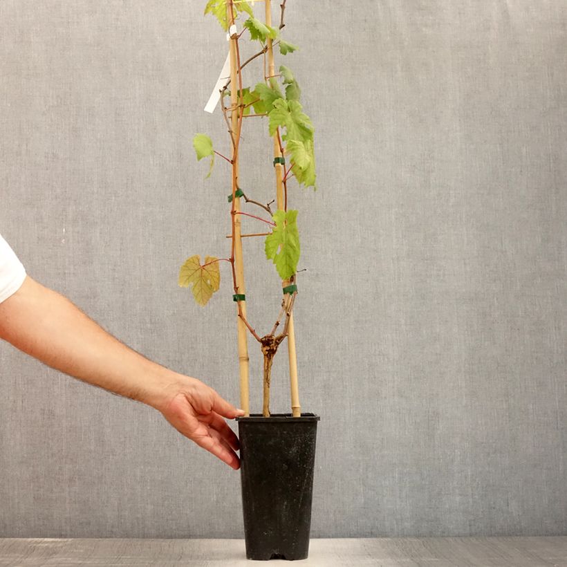 Amostra de Videira Chasselas Rose - Vitis vinifera Vaso de 2 L/3 L tal como entregue no verão