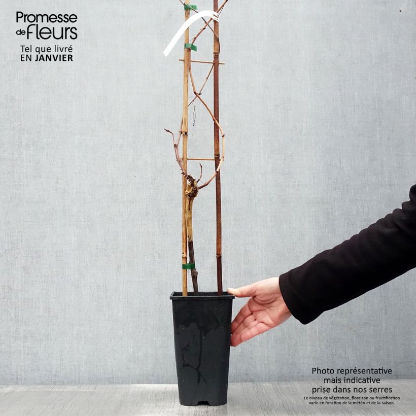 Amostra de Vigne Chasselas Rose Vaso de 2 L/3 L tal como entregue no inverno