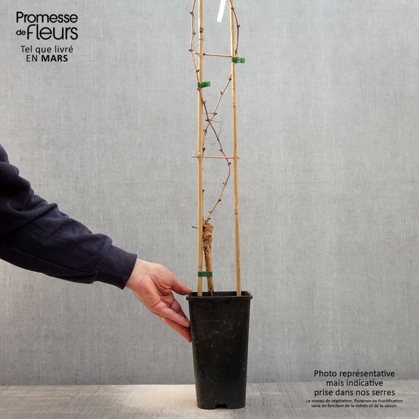 Amostra de Videira Chasselas Rose - Vitis vinifera Vaso de 2 L/3 L tal como entregue na primavera