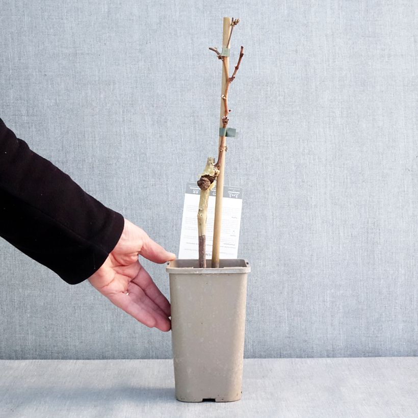 Amostra de Vigne Chasselat Cioutat Vaso de 1,5 L/2 L tal como entregue no inverno