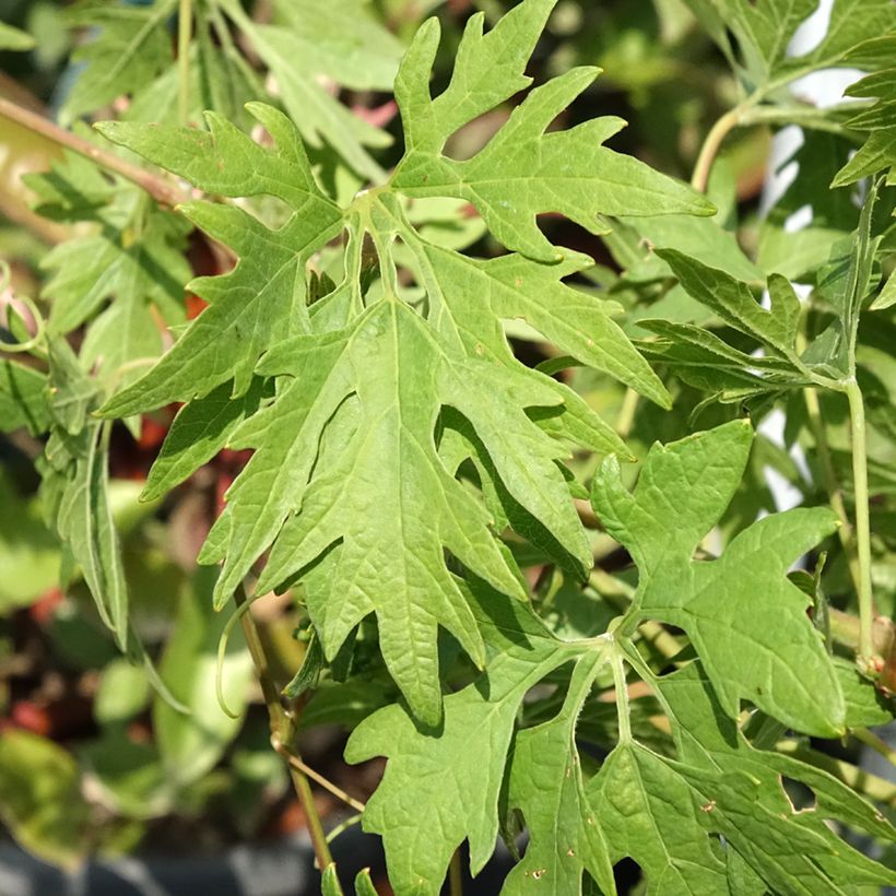 Videira Chasselas Cioutat - Vitis vinifera (Folhagem)