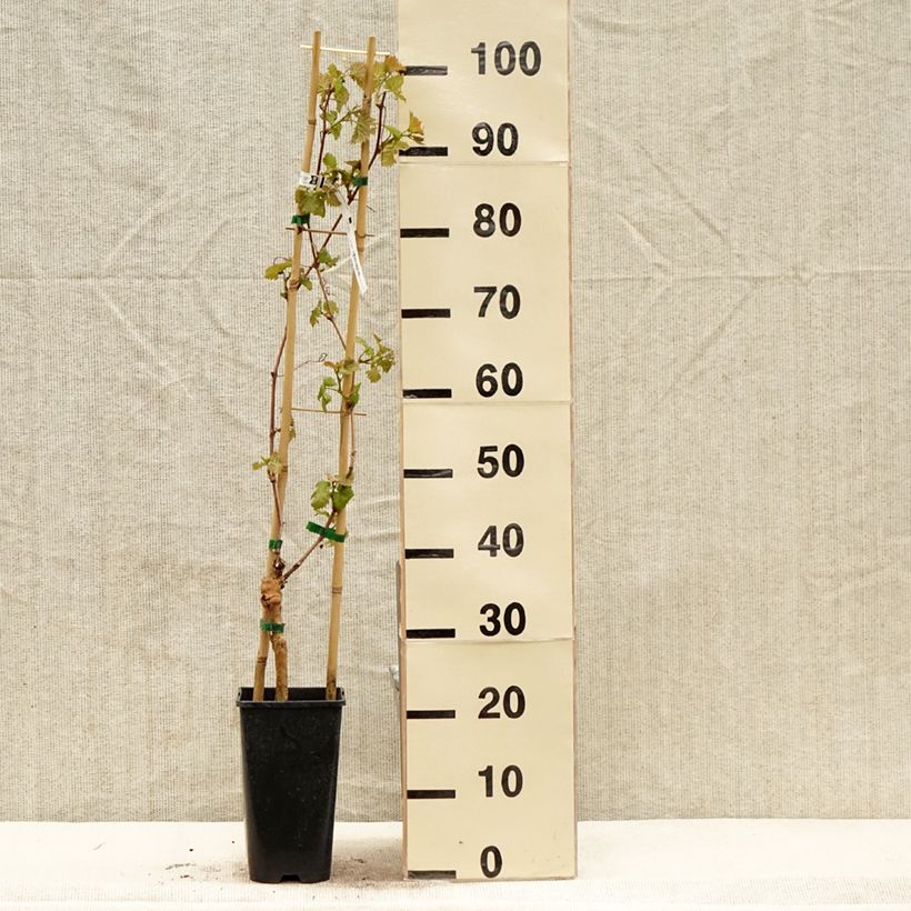 Amostra de Videira Chasselas Cioutat - Vitis vinifera Vaso de 1,5 L/2 L tal como entregue na primavera