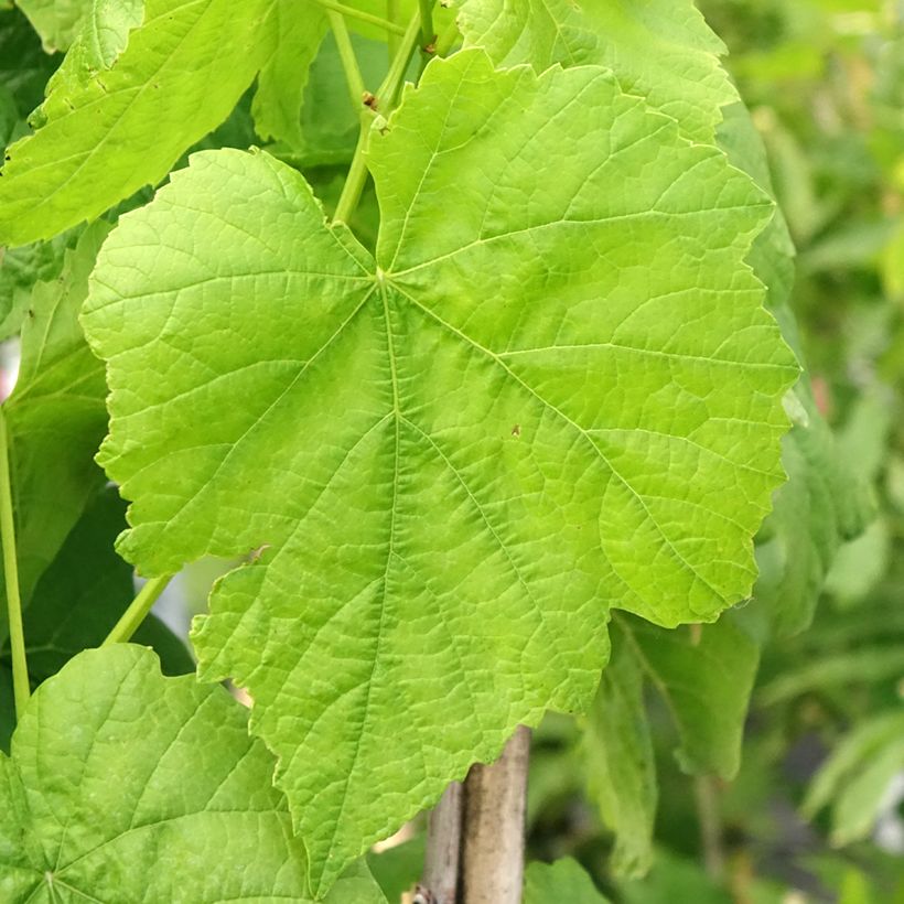 Videira Citrina - Vitis vinifera (Folhagem)