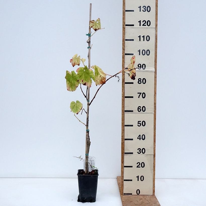 Amostra de Videira Citrina - Vitis vinifera Vaso de 1,5 L/2 L tal como entregue no outono