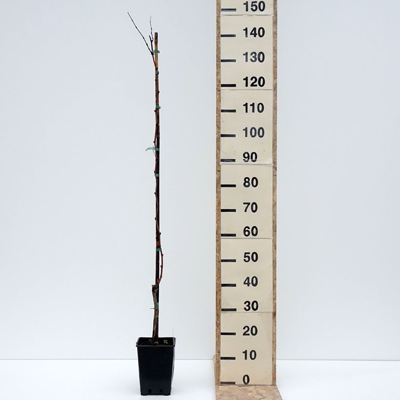 Amostra de Vigne Citrina - Vitis vinifera Pot de 1,5L/2L tal como entregue no inverno