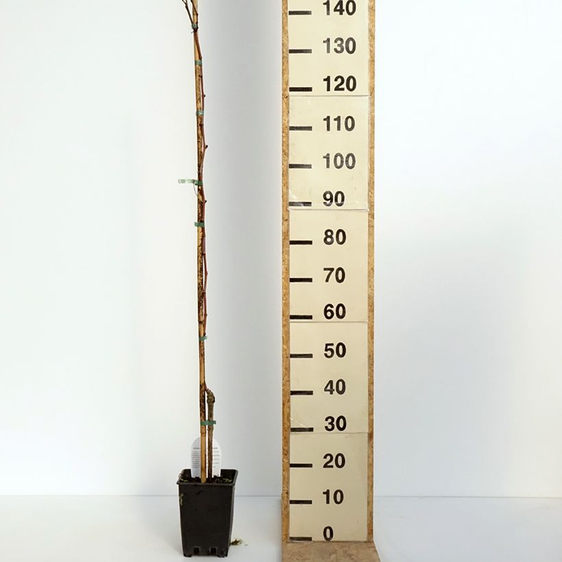 Amostra de Videira Citrina - Vitis vinifera Vaso de 1,5 L/2 L tal como entregue na primavera