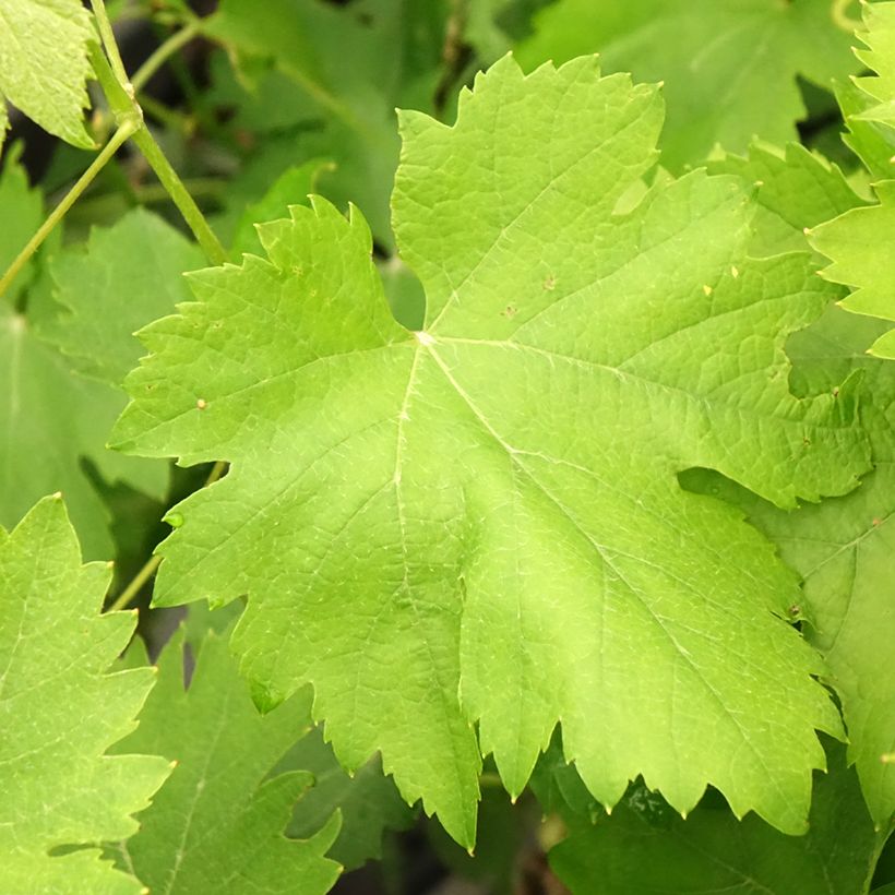 Videira Cortese - Vitis vinifera (Folhagem)