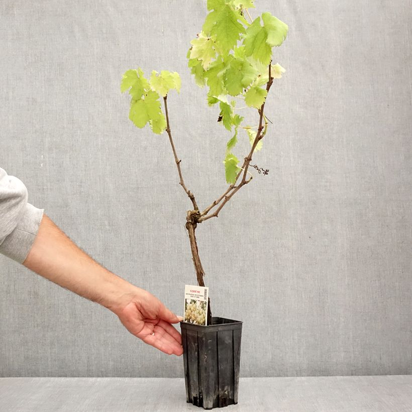 Amostra de Videira Cortese - Vitis vinifera Vaso de 1,5 L/2 L tal como entregue no verão