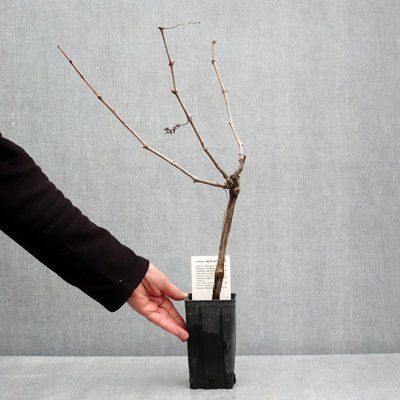 Amostra de Videira Cortese - Vitis vinifera Vaso de 1,5 L/2 L tal como entregue na primavera