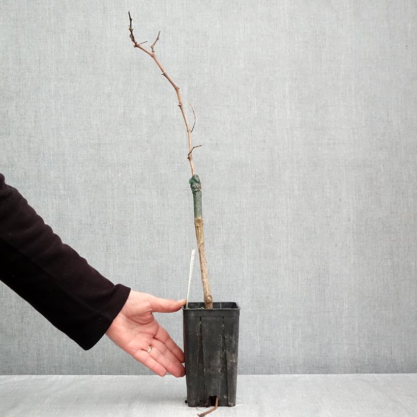 Amostra de Vigne Croatina - Vitis vinifera Pot de 1,5L/2L tal como entregue no outono