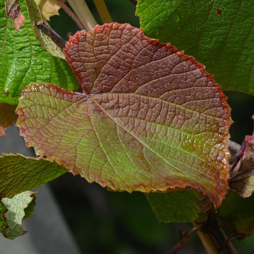 Vitis coignetiae - Videira (Folhagem)