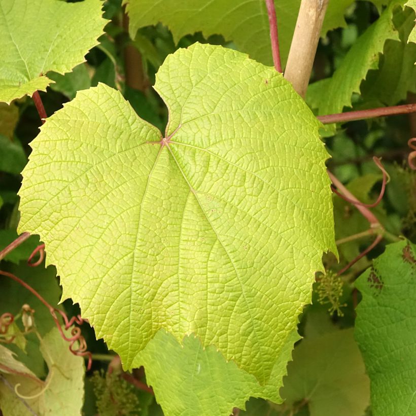 Vitis coignetiae - Videira (Folhagem)