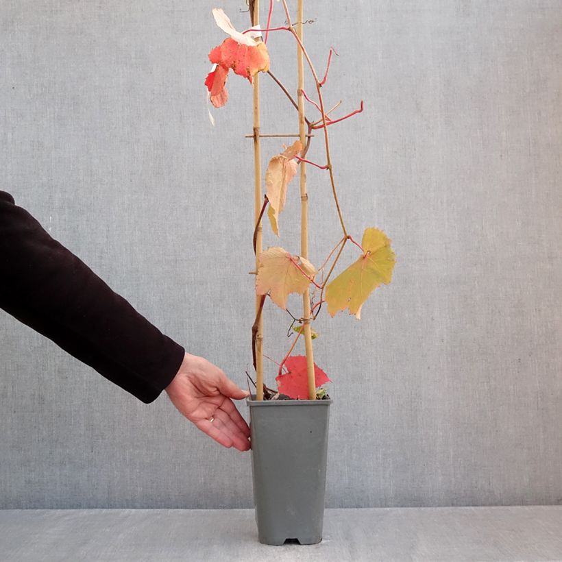Amostra de Vigne d'ornement - Vitis coignetiae Sunning Dale Vaso de 3 L/4 L tal como entregue no outono
