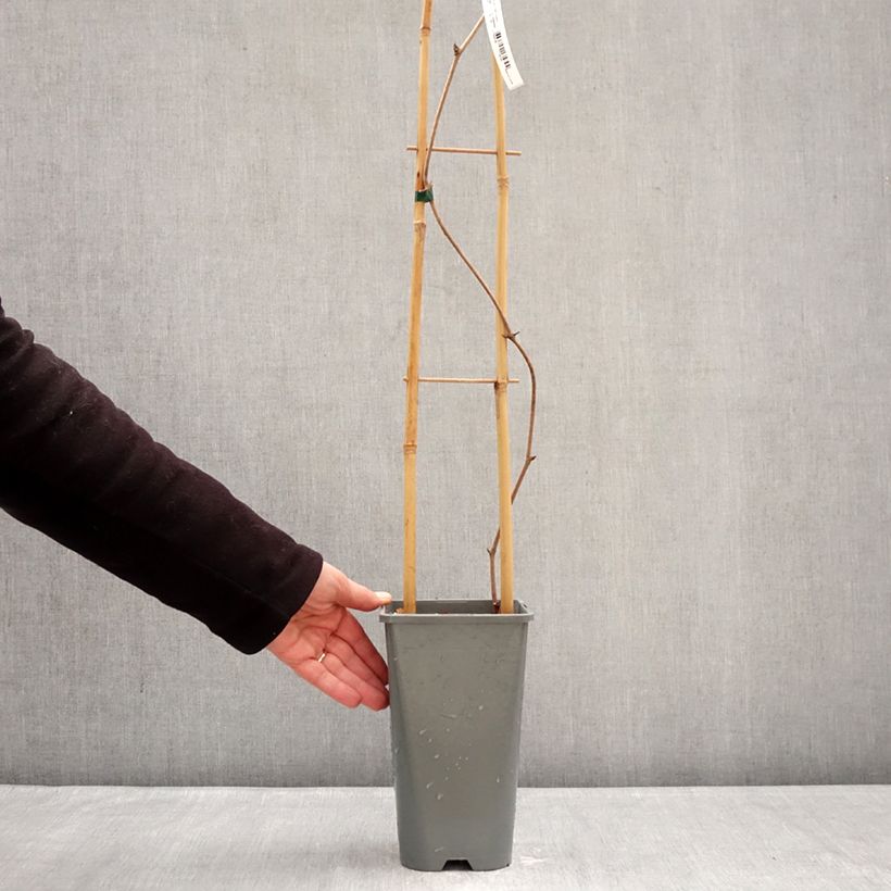 Amostra de Vitis coignetiae Sunning Dale Vaso de 3 L/4 L tal como entregue no inverno