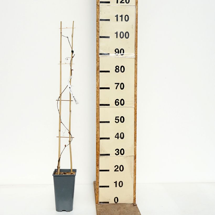 Amostra de Vitis coignetiae Sunning Dale Vaso de 3 L/4 L tal como entregue na primavera