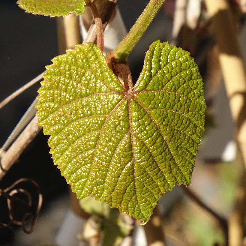Vitis coignetiae Sunning Dale (Folhagem)