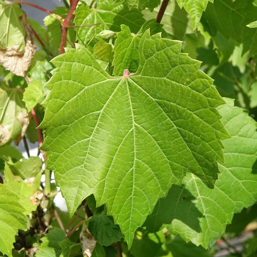 Vitis riparia - Videira (Folhagem)