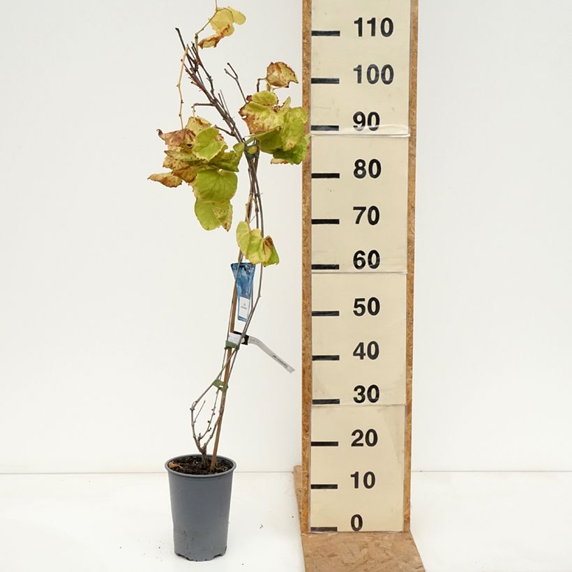 Amostra de Vitis riparia - Videira Vaso de 3 L/4 L tal como entregue no outono