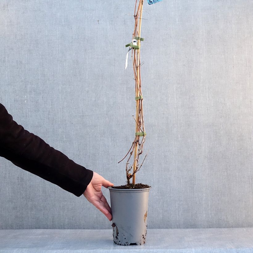 Amostra de Vigne d'ornement - Vitis odoratissima (vulpina, riparia) Vaso de 3 L/4 L tal como entregue no inverno