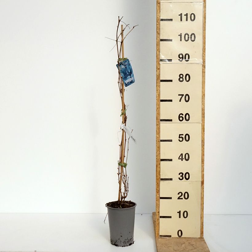 Amostra de Vitis riparia - Videira Vaso de 3 L/4 L tal como entregue na primavera