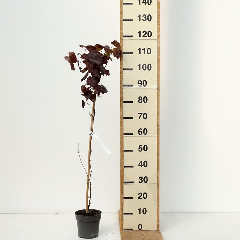 Amostra de Videira Purpurea Vaso de 2 L/3 L tal como entregue no outono