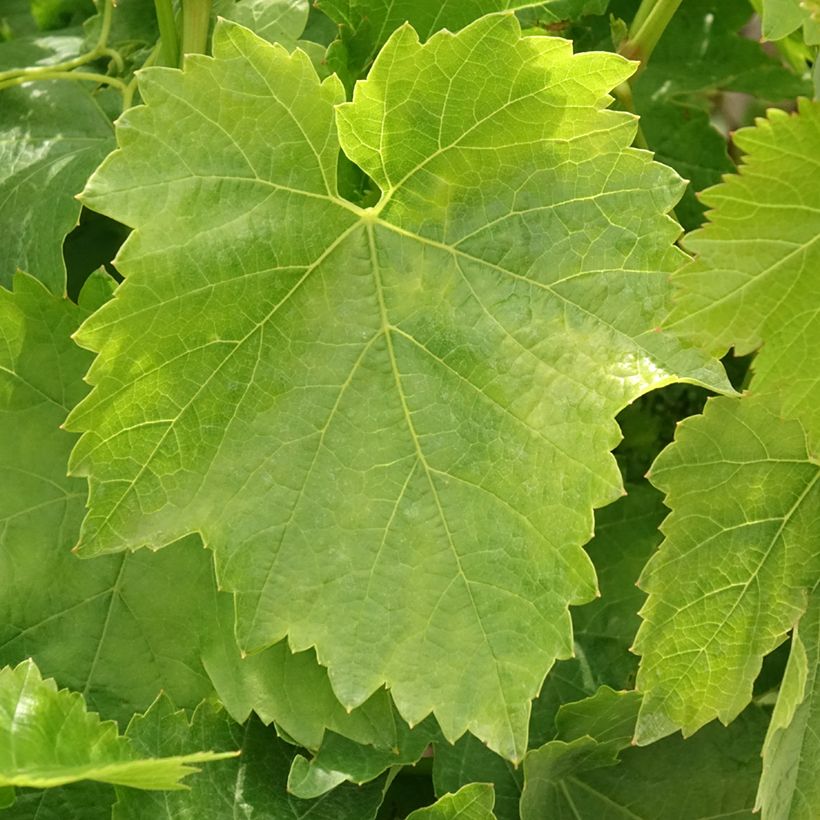 Videira Dattier de Beyrouth - Vitis vinifera (Folhagem)
