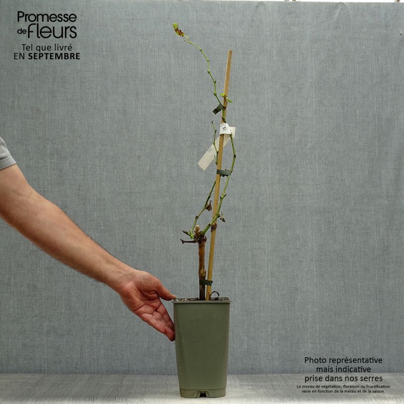 Amostra de Videira Dattier de Beyrouth - Vitis vinifera Vaso de 1,5 L/2 L tal como entregue no outono