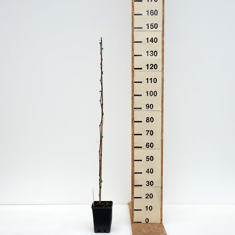 Amostra de Vigne de table Agata - Vitis hybrida Pot de 1,5L/2L tal como entregue no outono