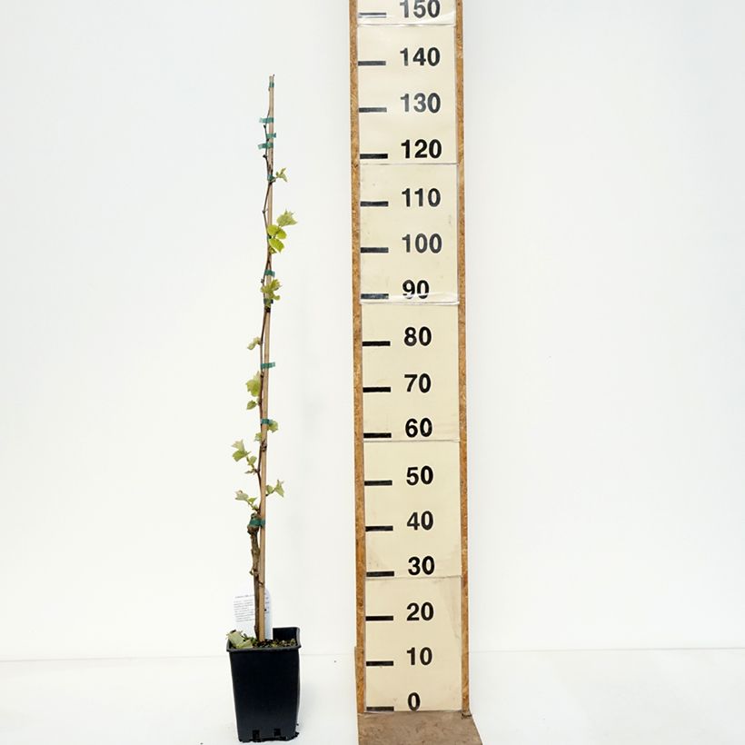 Amostra de Videira Agata - Vitis (x) vinifera Vaso de 1,5 L/2 L tal como entregue na primavera
