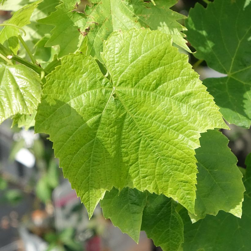 Videira Ambra - Vitis (x) vinifera (Folhagem)