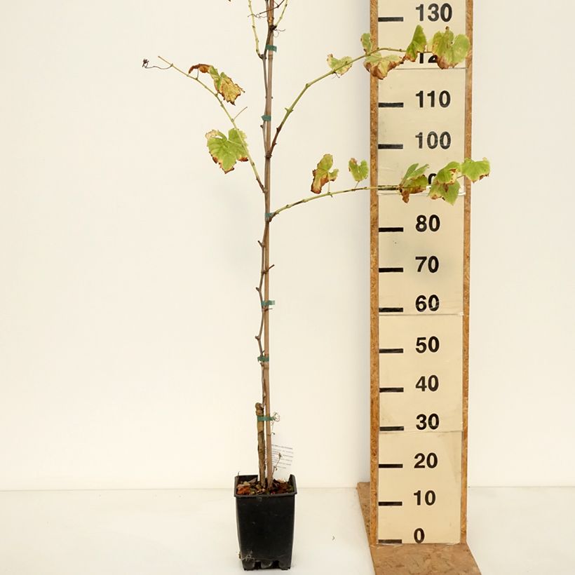 Amostra de Vigne de table Ambra - Vitis hybrida Pot de 1,5L/2L tal como entregue no outono