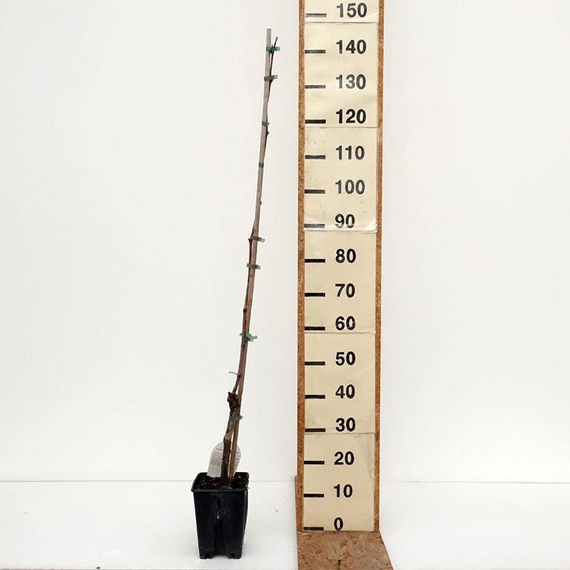 Amostra de Vigne de table Ambra - Vitis hybrida Pot de 1,5L/2L tal como entregue no inverno