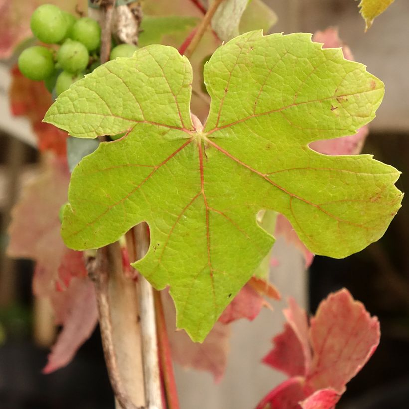 Videira Attika - Vitis vinifera (Folhagem)