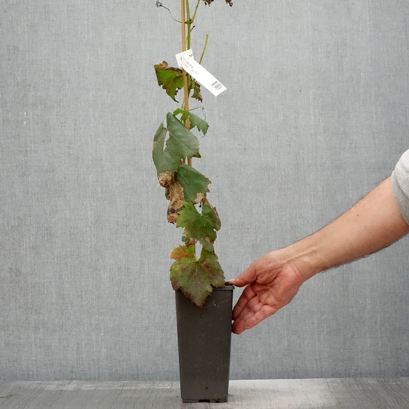 Amostra de Videira Attika - Vitis vinifera Vaso de 2 L/3 L tal como entregue no outono
