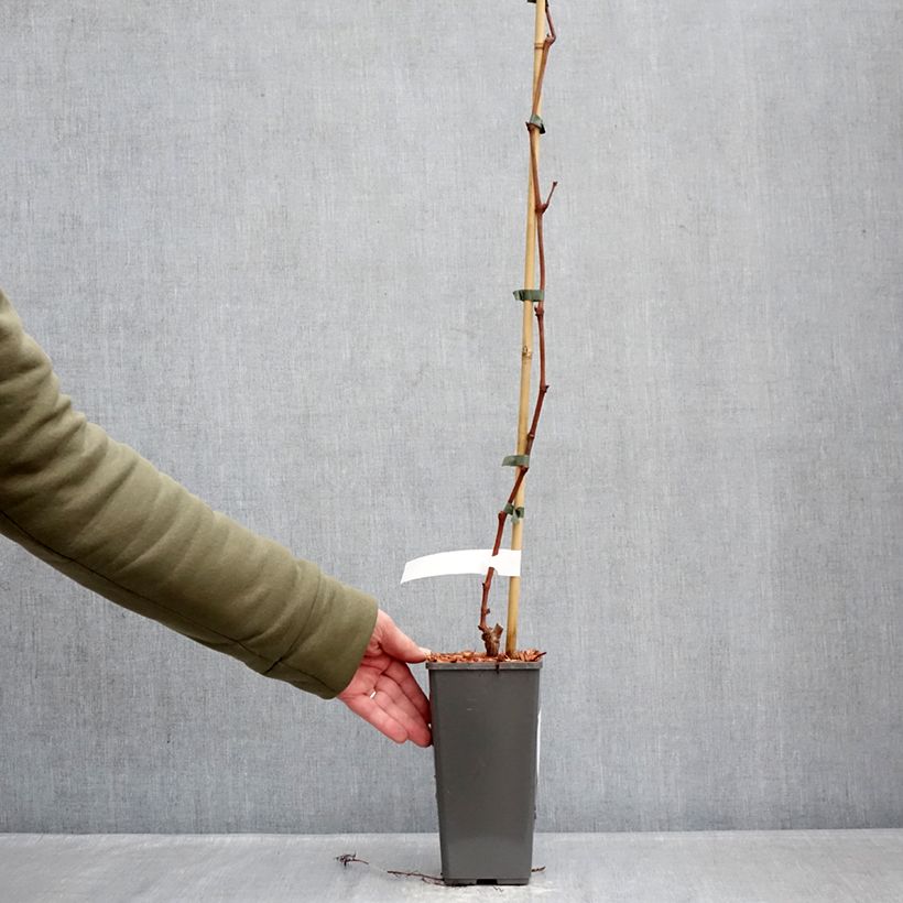 Amostra de Videira Attika - Vitis vinifera Vaso de 2 L/3 L tal como entregue no inverno