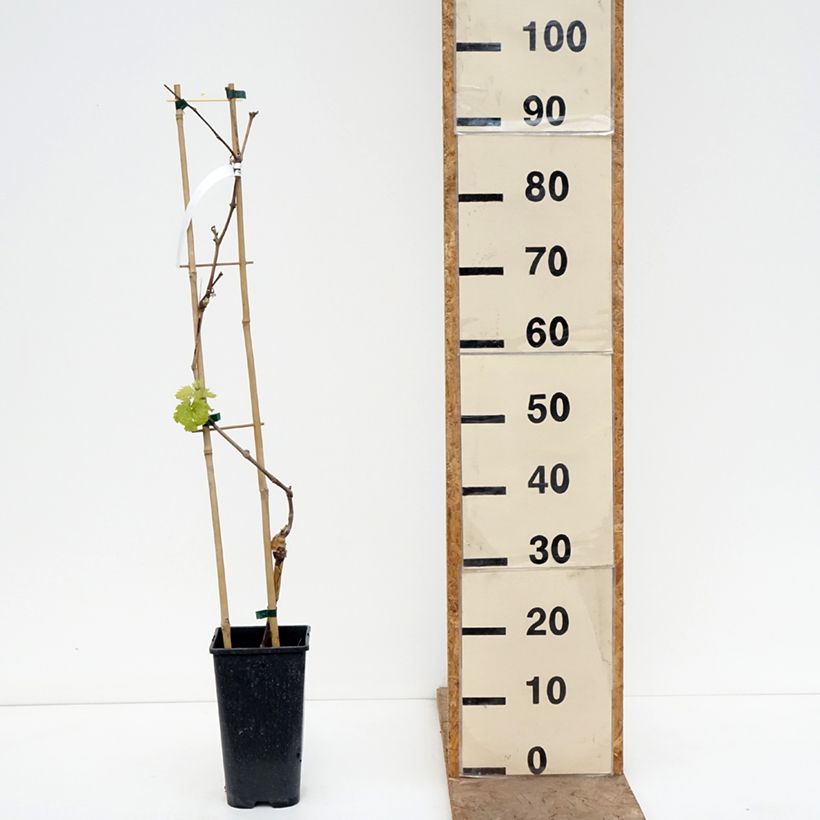 Amostra de Videira Attika - Vitis vinifera Vaso de 2 L/3 L tal como entregue na primavera