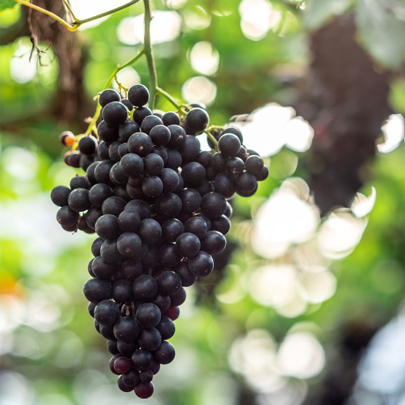 Videira Autumn Royal sem grainha - Vitis vinifera (Colheita)