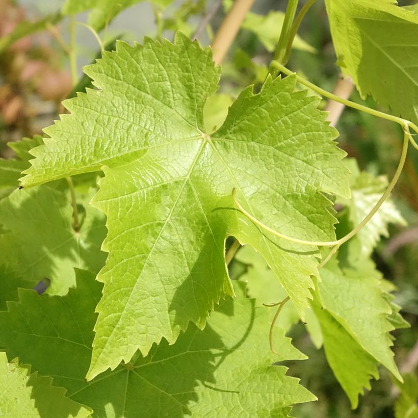 Videira Autumn Royal sem grainha - Vitis vinifera (Folhagem)