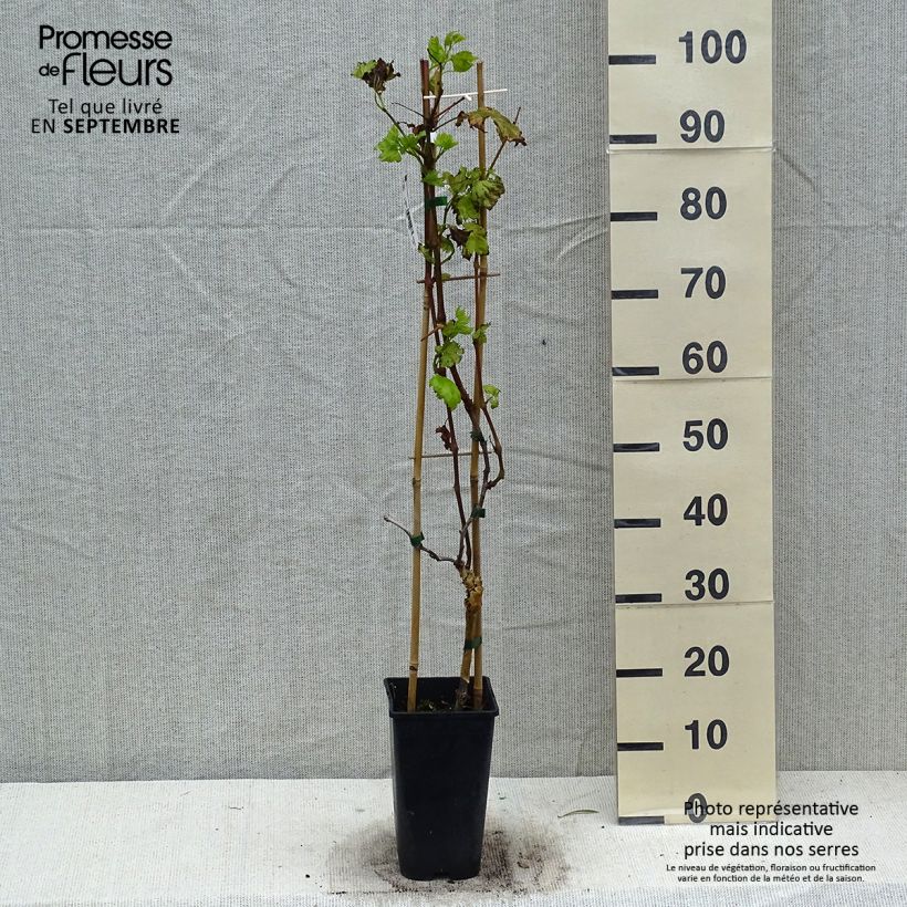 Amostra de Videira Autumn Royal sem grainha - Vitis vinifera Vaso de 1,5 L/2 L tal como entregue no outono