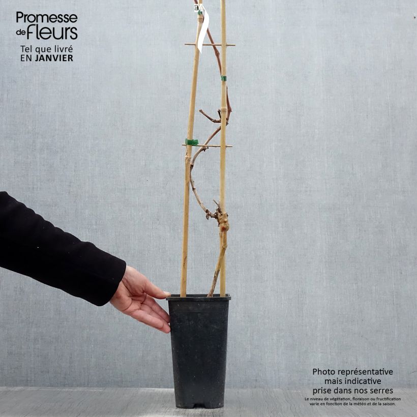 Amostra de Vigne de table Autumn Royal - Variété rouge apyrène Pot de 2L/3L tal como entregue no inverno