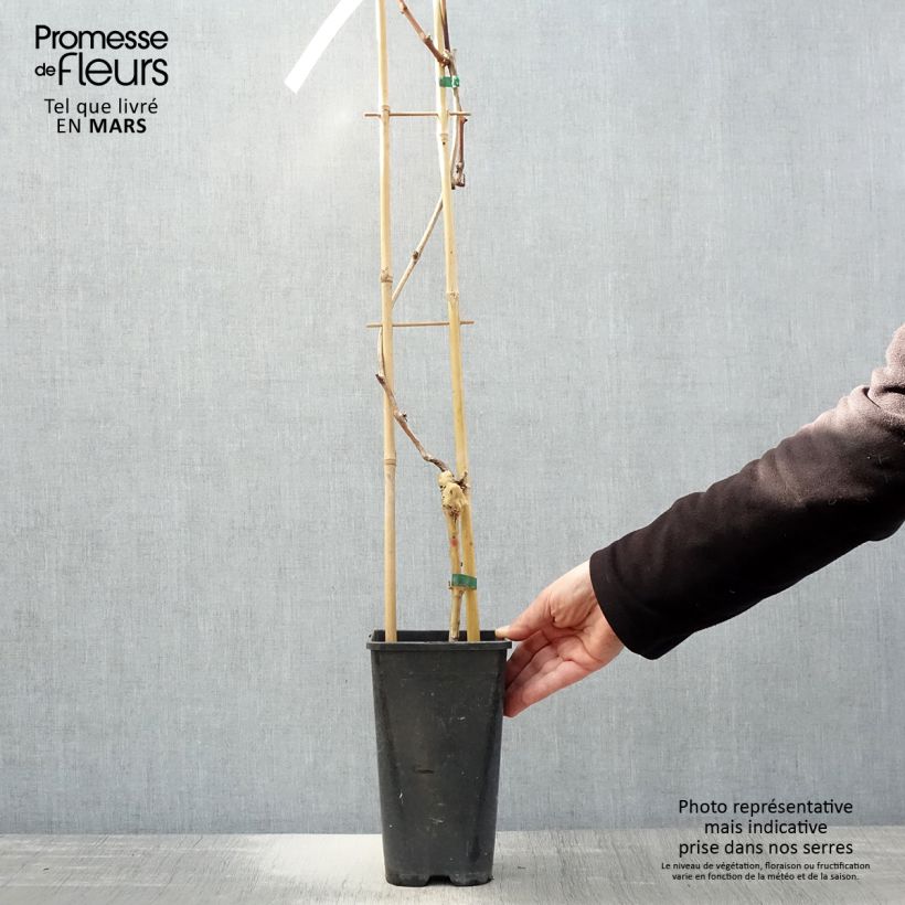 Amostra de Videira Autumn Royal sem grainha - Vitis vinifera Vaso de 1,5 L/2 L tal como entregue na primavera