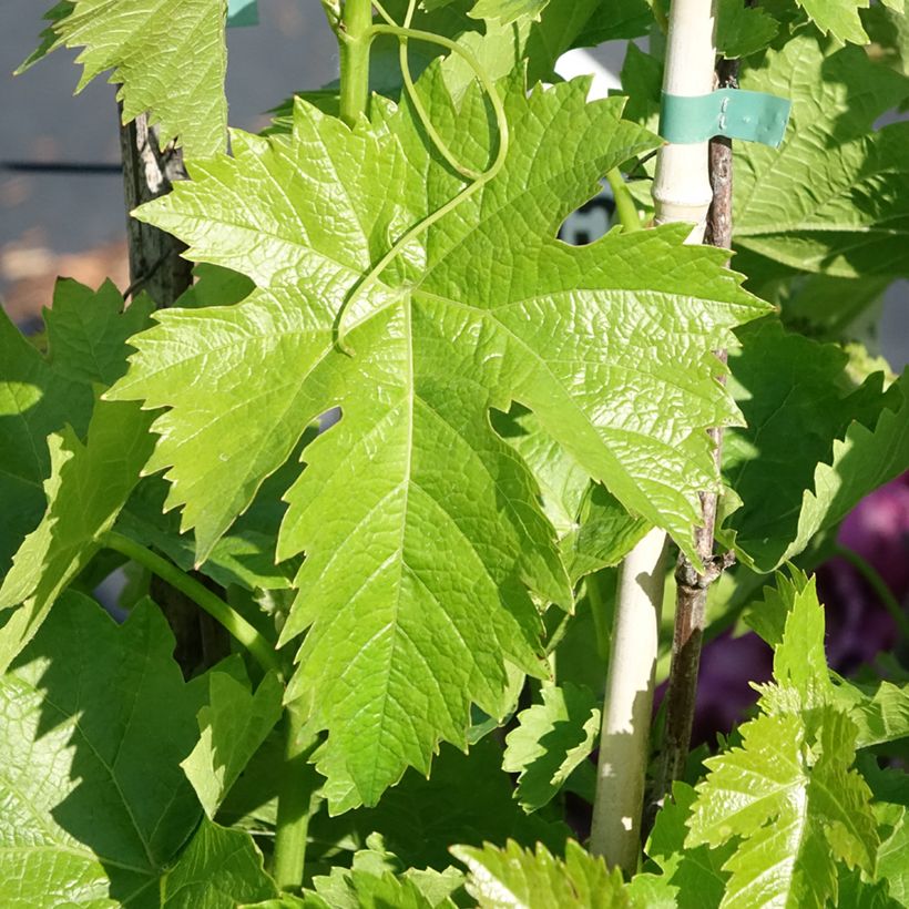 Videira de mesa Corniola - Vitis vinifera (Folhagem)