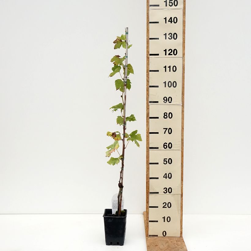 Amostra de Videira de mesa Corniola - Vitis vinifera Vaso de 1,5 L/2 L tal como entregue no outono