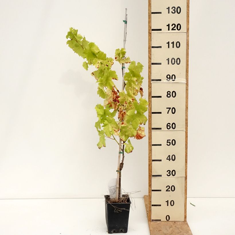 Amostra de Videira de mesa Corniola - Vitis vinifera Vaso de 1,5 L/2 L tal como entregue no verão