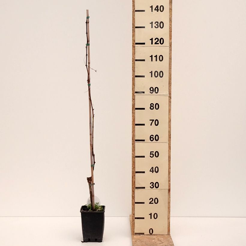 Amostra de Vigne de table Corniola - Vitis vinifera Pot de 1,5L/2L tal como entregue no inverno