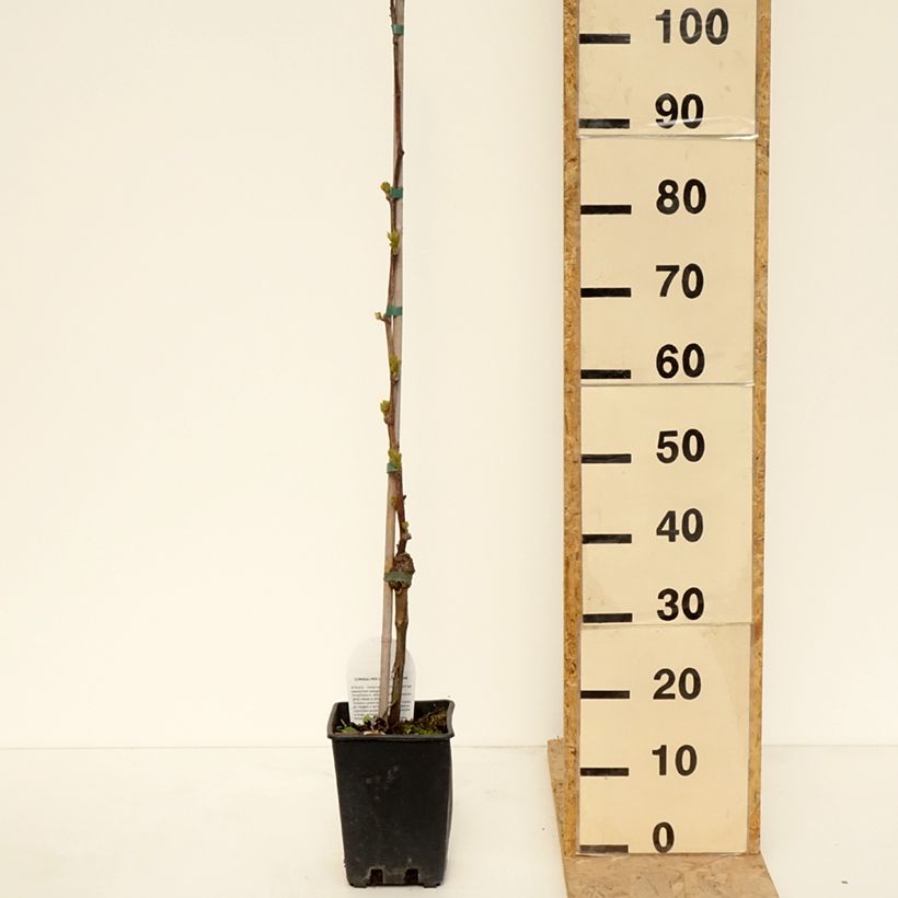 Amostra de Videira de mesa Corniola - Vitis vinifera Vaso de 1,5 L/2 L tal como entregue na primavera